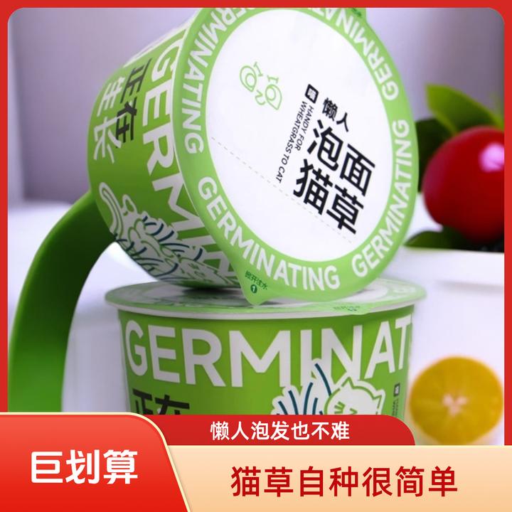 懒人泡面猫草盆栽种植水培猫草杯猫草种子猫薄荷化毛自种猫草