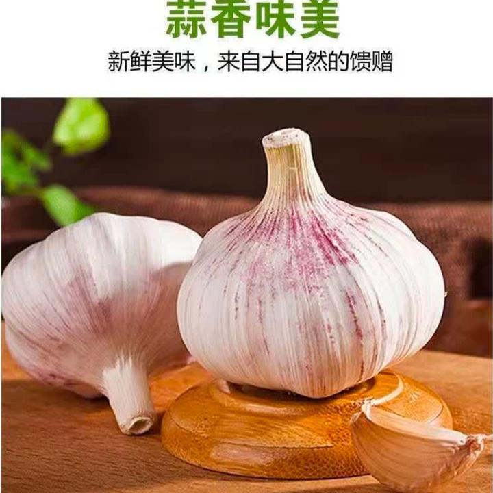 精选20225新干蒜正宗开封紫白皮杞县大蒜自然晾晒蒜香浓郁