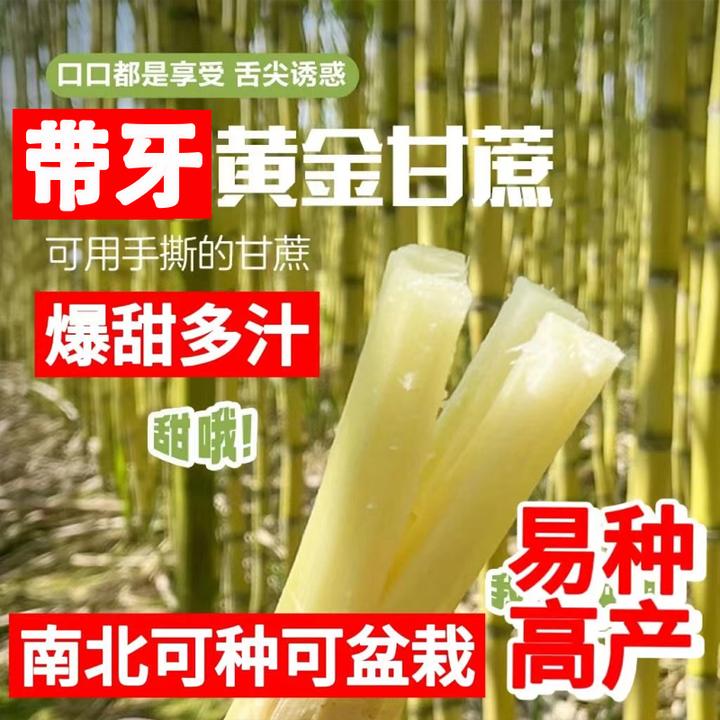 【南北可种】正宗青黄皮黄金甘蔗苗种大型土壤盆栽生长种植大田培植