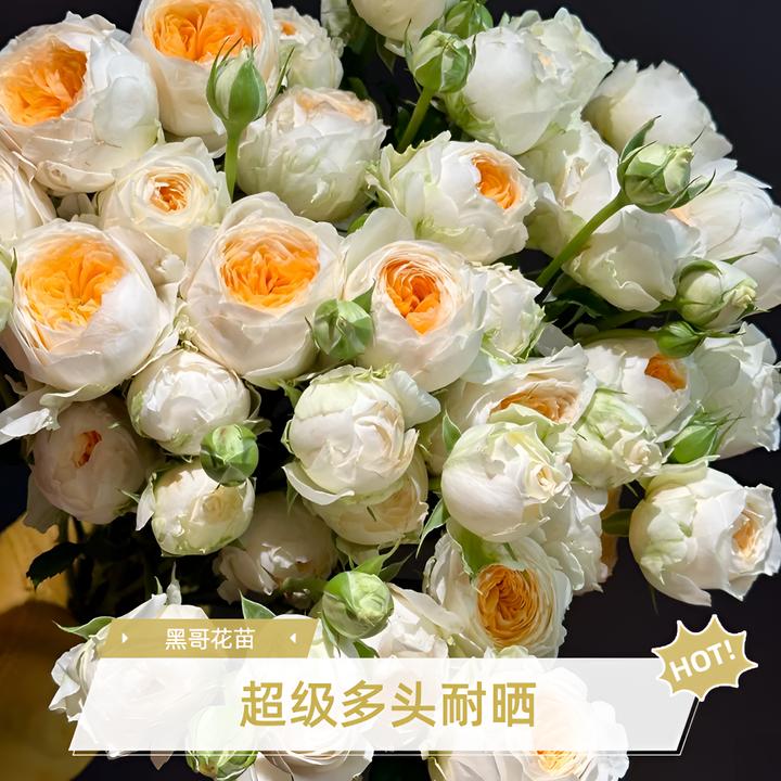 黑哥的花园光辉月季奶黄色包子切花多头抗病耐热耐晒阳台庭院盆栽