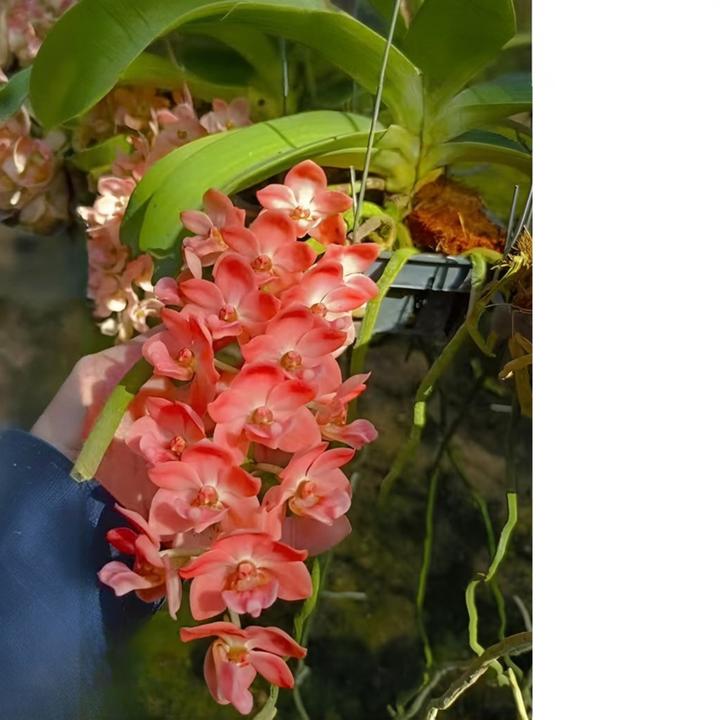 泰国象兰 狐尾兰安诺兰 带花芽 开花浓香 裸根多年生