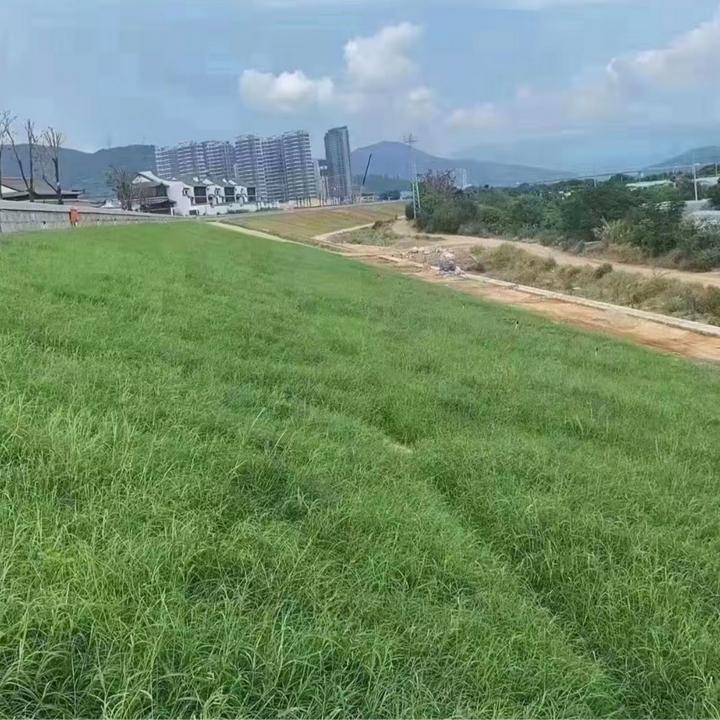 草坪种子四季青不修剪绿化草皮草籽庭院别墅护坡草种子高羊茅