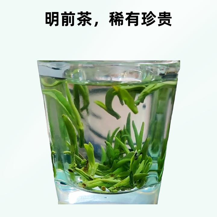 2025年头采明前雀舌翠芽高山绿茶送礼高端大气