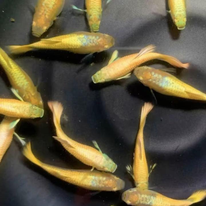 精品孔雀鱼满鳞黄金皮实大气黄金招财孔雀鱼白云金丝