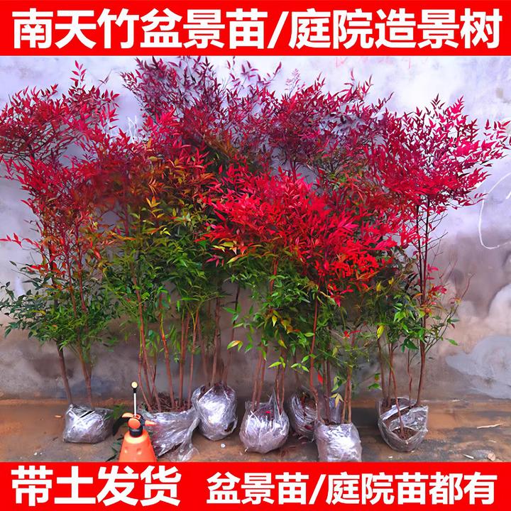 南天竹绿植盆栽盆栽树苗火焰南天竹室内老桩盆景室外庭院耐寒