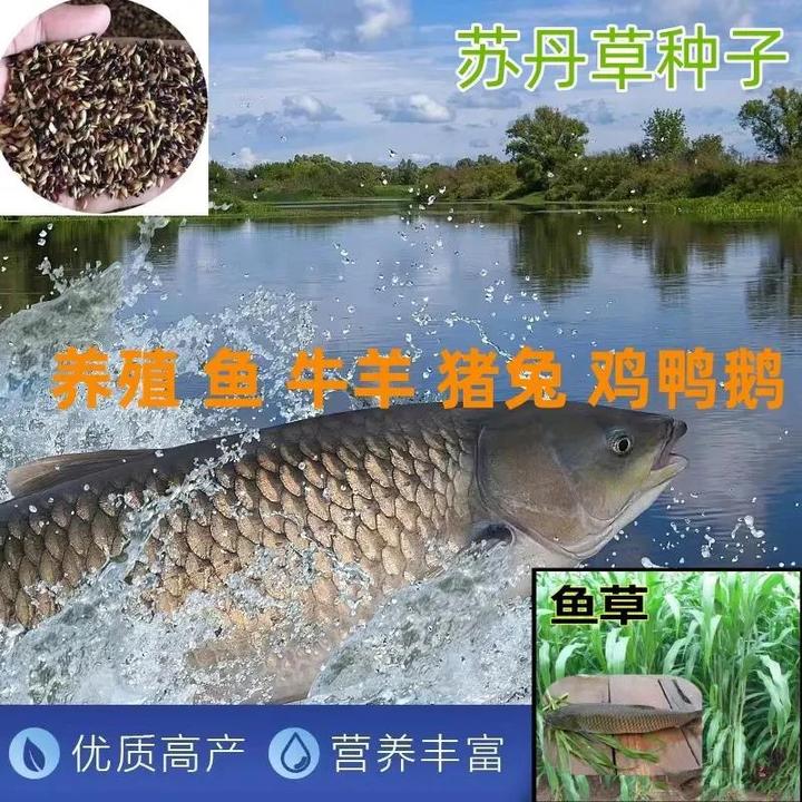 苏丹草养鱼牧草种子养鱼专用牧草叶片多杆茎少耐热牛羊养殖兔饲草