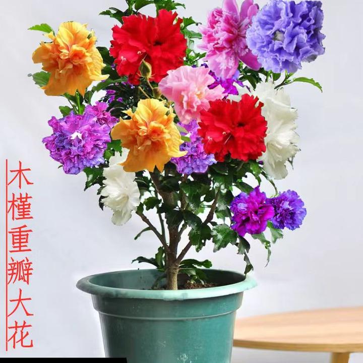 庭院花卉木槿花重瓣大花四季耐寒盆栽阳台开花植物好养树苗绿化苗