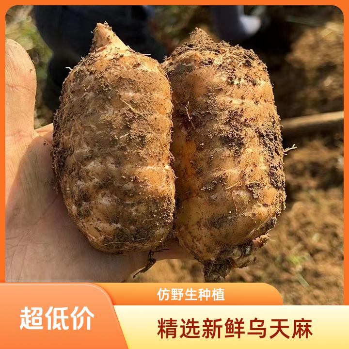 老品种新鲜乌天麻正宗昭通湿天麻云南花粉天麻三年活天麻煲汤泡酒