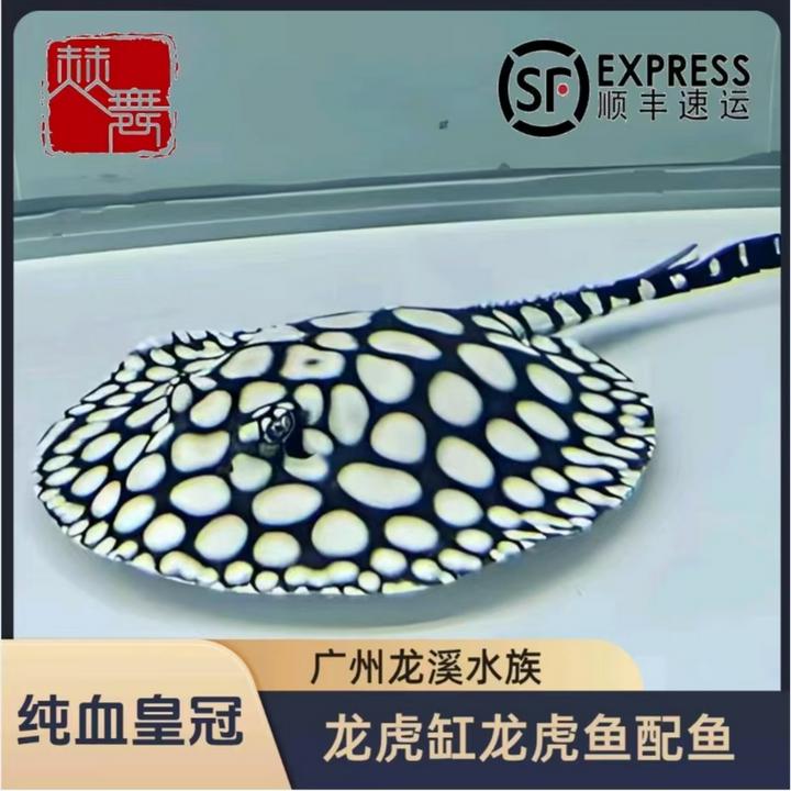 赫舞甄选  皇冠黑白皇冠黑金魟鱼白子黑帝王地毯鱼热带中型淡水鱼