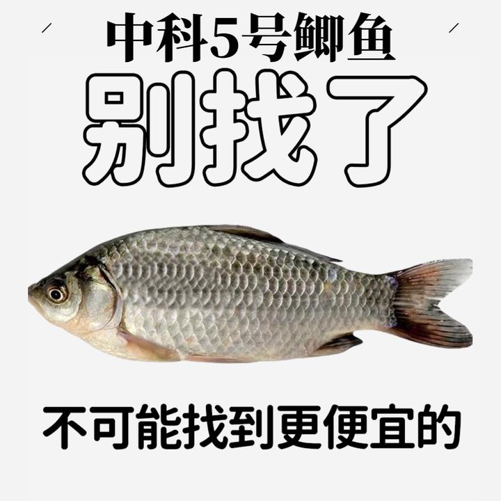 中科五号鲫鱼黄金鲫鱼工程湘云鲫土鲫淡水养殖食用活体大草鱼