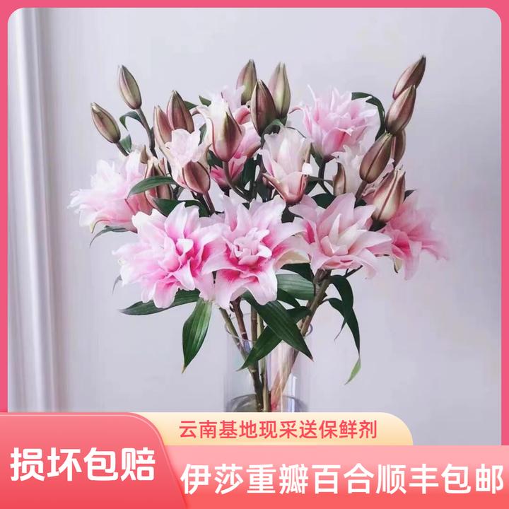 伊莎贝拉百合花重瓣香水百合鲜花云南鲜切花水养瓶插顺丰包邮
