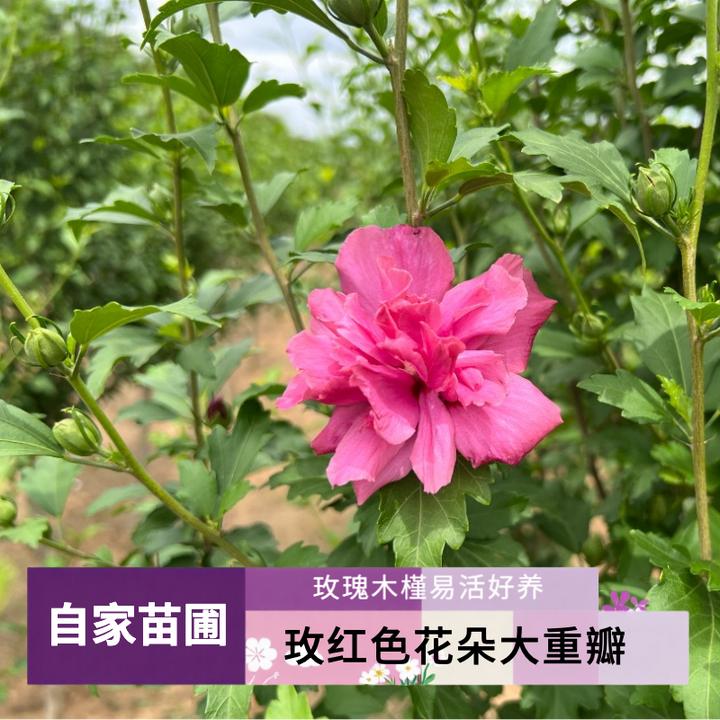 送货上门重瓣玫瑰木槿花原生独杆棒棒糖带土球庭院花园好养易活
