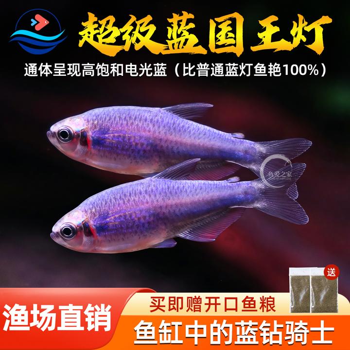 超级蓝国王灯鱼热带观赏鱼蓝国王鱼灯皇后凯利灯鱼小型活体群游鱼
