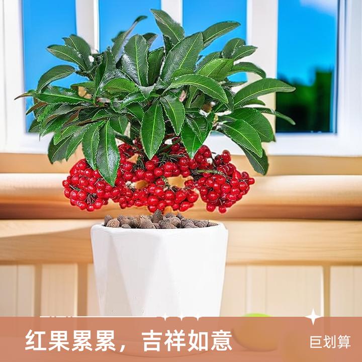 矮霸富贵籽朱砂根带果耐寒室内北美冬青金玉满堂水培盆栽