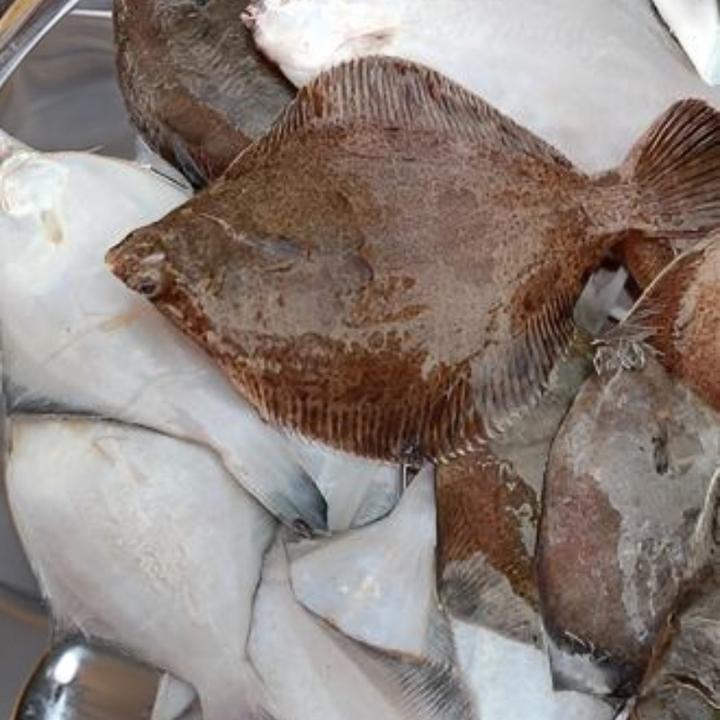 青岛胶南琅琊当地鼓眼鱼高眼鱼顺丰包邮