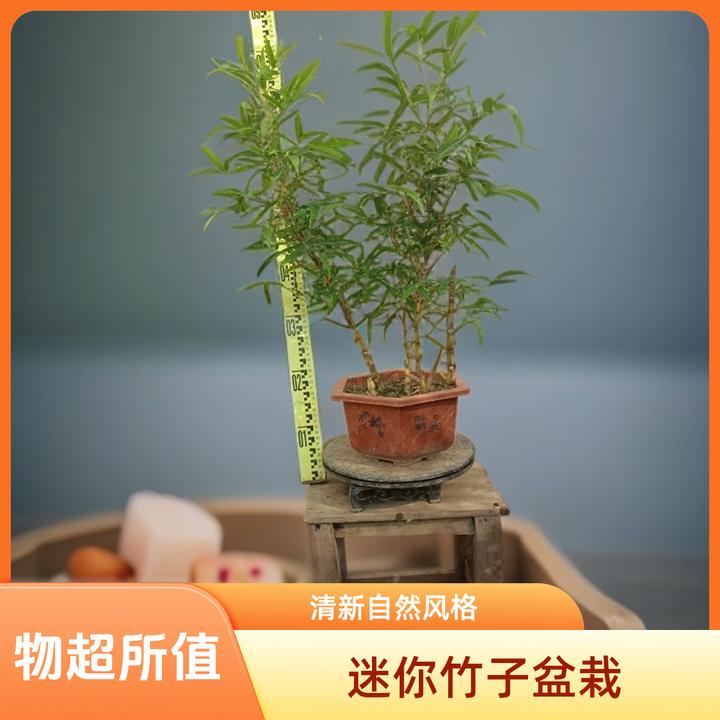 佛肚竹盆栽适合阳台办公室客厅庭院观赏的绿植