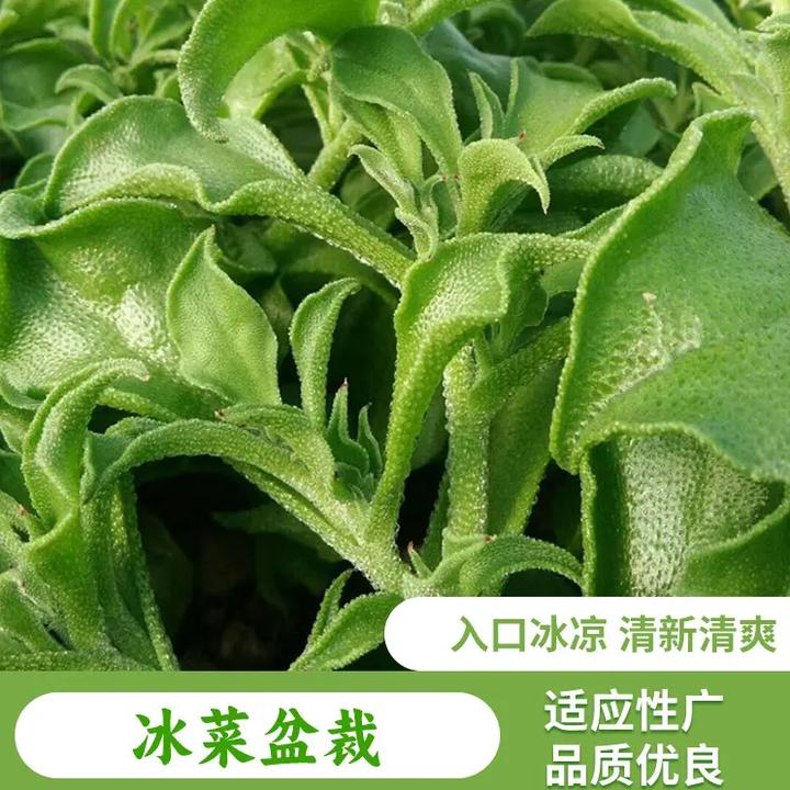 【冰菜种子】冰草种子四季播种蔬菜种子阳台盆栽地栽小院