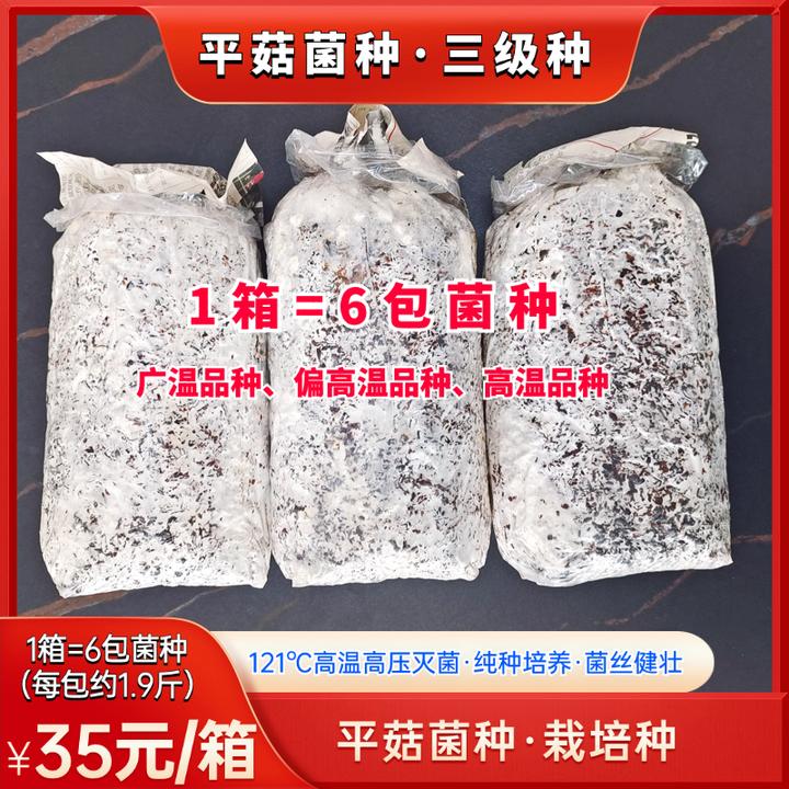 平菇栽培菌三级种纯种菌种基地菌包棉籽壳黑色平菇菌包菌棒秋冬季