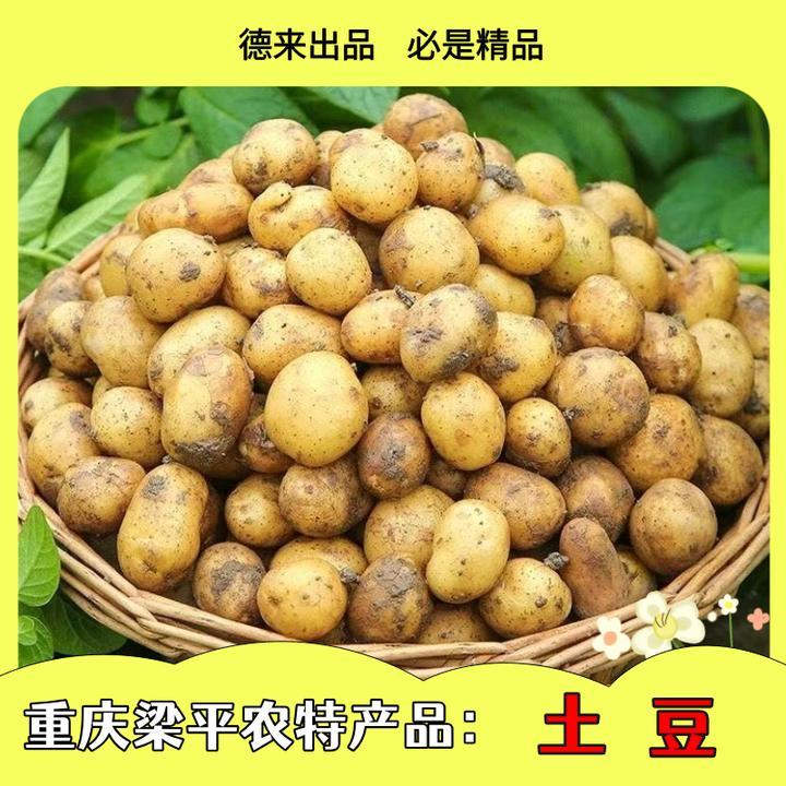 重庆梁平正宗农产品新鲜出土土土豆3斤