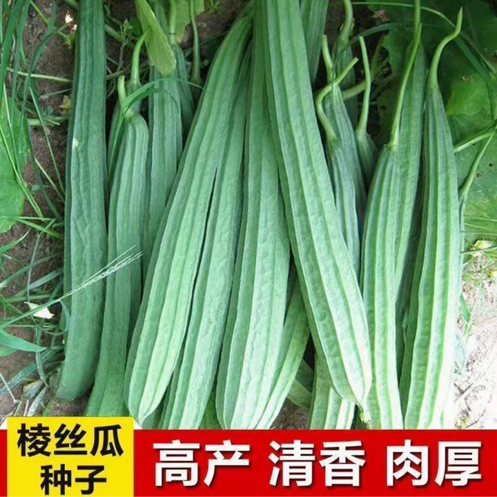 【棱角丝瓜种子】四季果蔬阳台小院盆栽种植春季爬藤清香