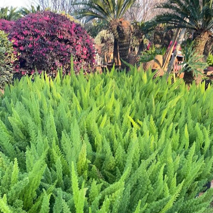 虹越 |狐尾天門東成品大苗 1.5加仑狐狸尾巴多年生常绿治愈系绿植