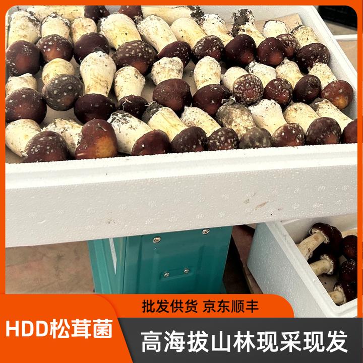 高原松茸松茸鲜菌松茸菌赤松茸现采现发林新鲜姬松茸鲜松茸松茸菇