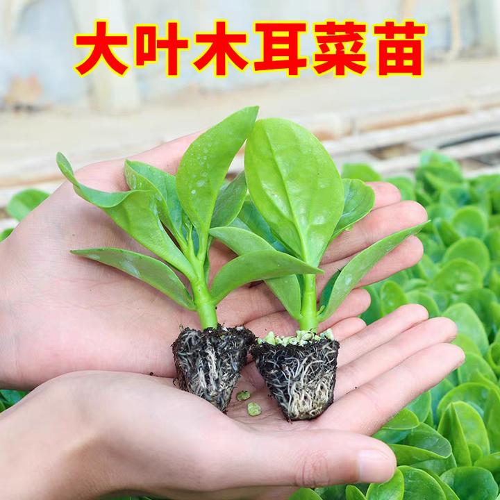 四季菜苗大叶肉厚木耳菜苗爬藤蔬菜纯天然秧苗豆腐菜