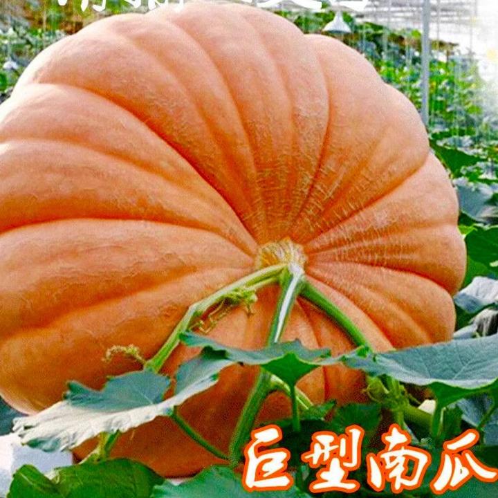巨型南瓜种子蜜本奶油贝贝南瓜种籽阳台庭院菜园四季蔬菜种子大全
