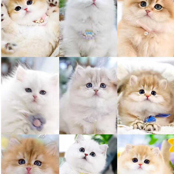 【橘子猫屋】全品种精品健康宠物猫包含布偶金渐层金吉拉等