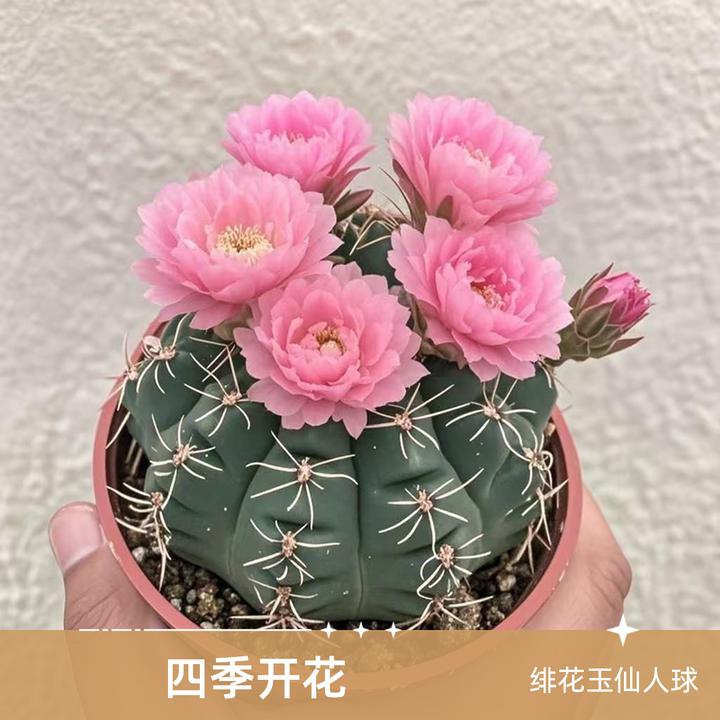 四季开花绯花玉仙人球盆栽绿植室内室外植物花卉重瓣开花防辐射