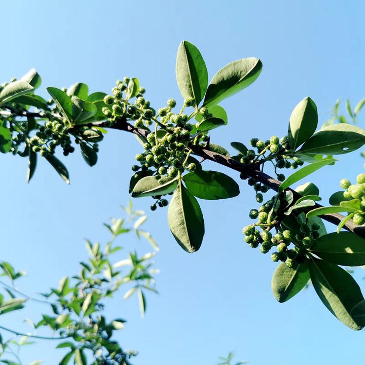 <麦谷山鲜青花椒>四川汉源 贡椒 麻椒 特香特麻散装初级农产品