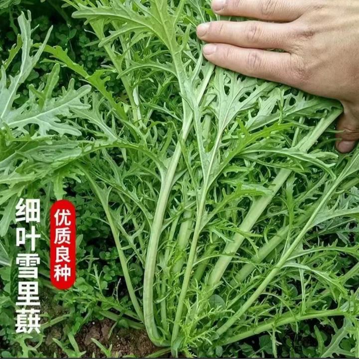 雪里蕻种子细叶雪里红菜种籽四季酸菜咸菜腌菜雪菜青菜蔬菜种子籽