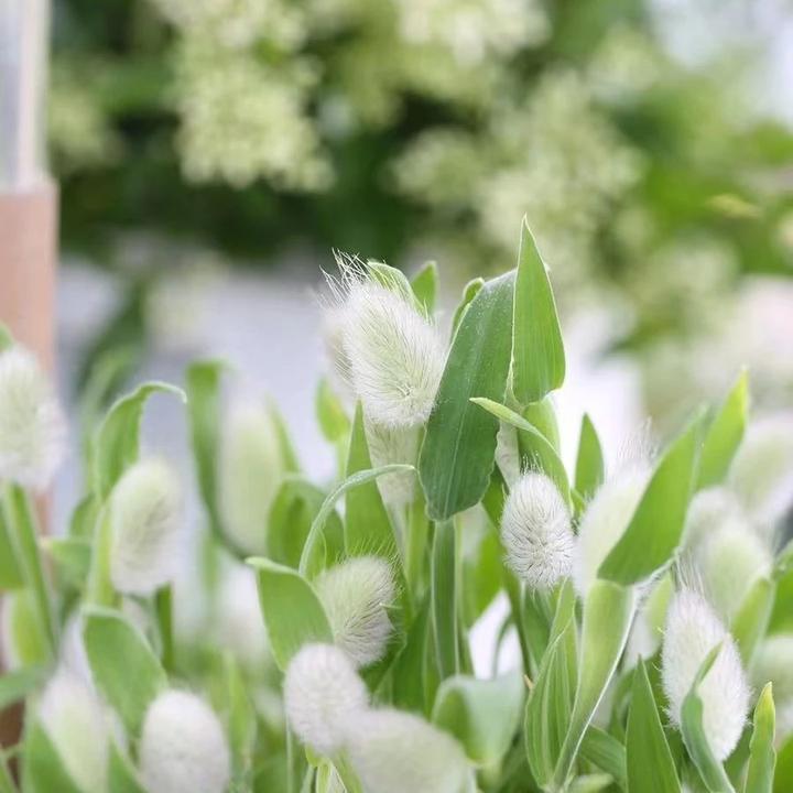 兔尾草种子四季播种开花好养易活室内室外花种子籽草花籽植物秋冬