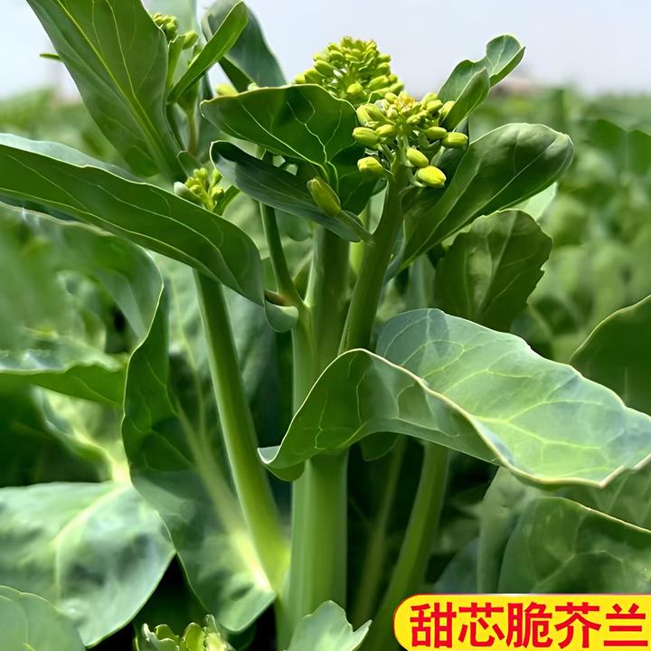 【甜心绿芥兰种子】家庭阳台小院盆栽地栽四季种植