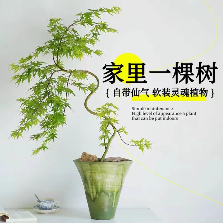 流泉枫盆栽室内客厅四季好养真绿植书房办公桌面造型树苗禅意盆景