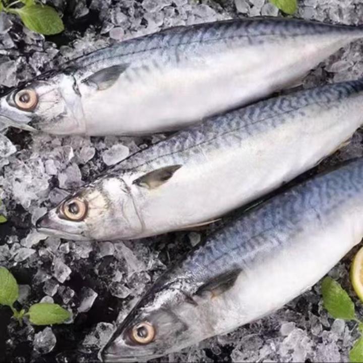 新鲜鲐鲅鱼冷冻鲜活鲐鲅鱼 深海捕捞