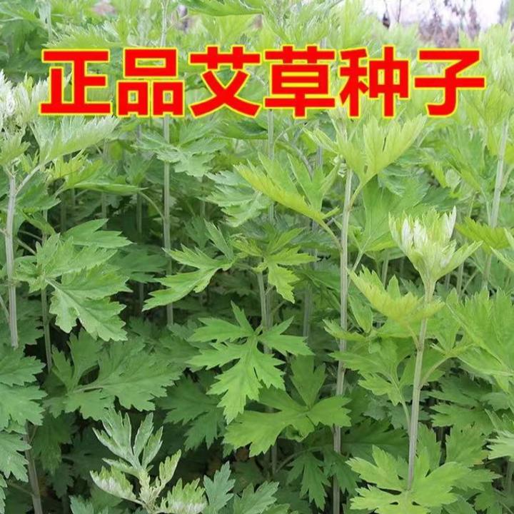 新种艾草种子艾蒿艾叶种子艾绒香艾草防蚊虫