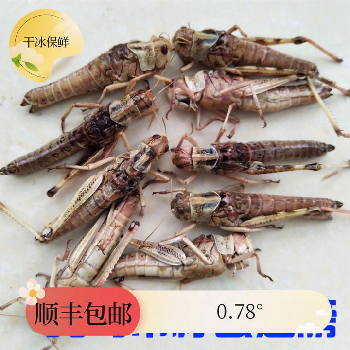 新鲜速冻蚂蚱蝗虫批发蚱蜢带籽纯母去翅纯母蚂蚱包邮烧烤油炸吃