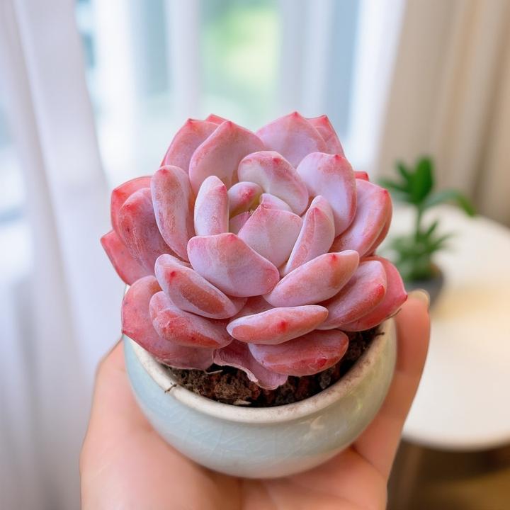 9# 橙梦露单头阳台多肉精品多肉