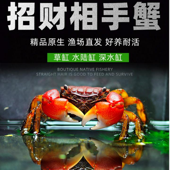 红螯相守蟹招潮蟹相手蟹水族陆缸红手膛臂活体宠物淡水观赏螃蟹