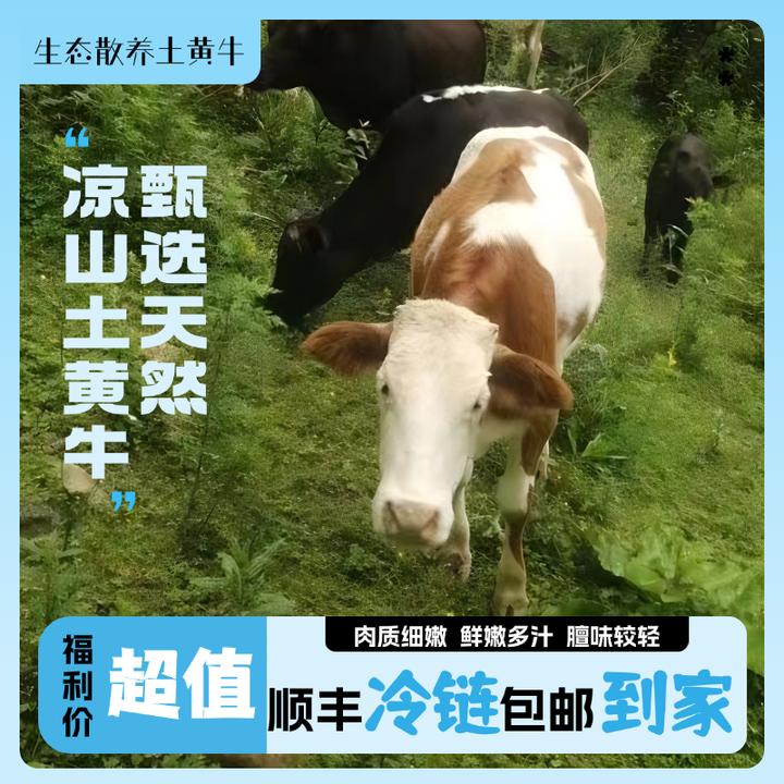 正宗布拖高山放养土黄牛肉新鲜原切 现宰现发3斤/5斤装
