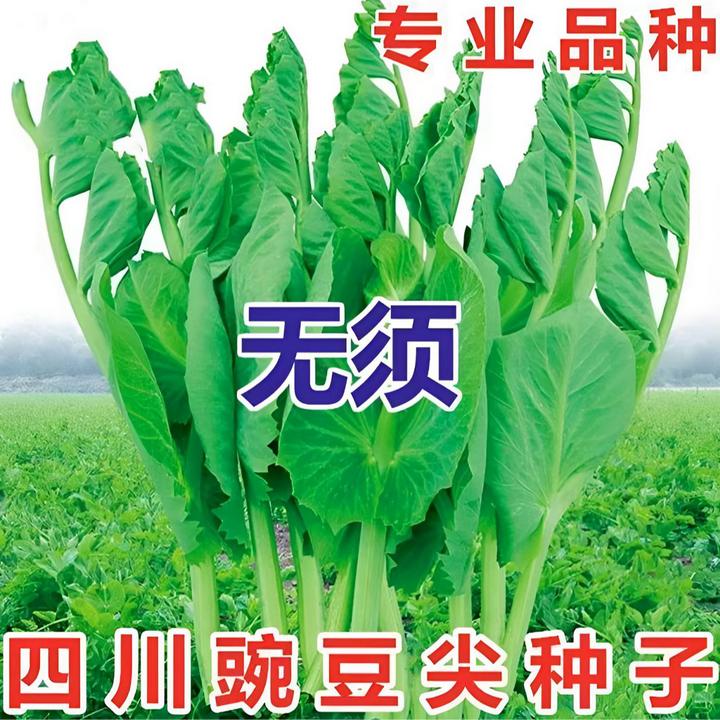 【无须豌豆尖种子】豌豆尖耐寒耐热蔬菜种子高产采收花盆小院