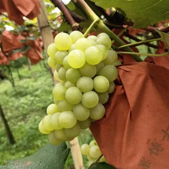 3年苗买一送一水晶葡萄树苗无核珍珠葡萄树苗南北方种植盆栽地栽