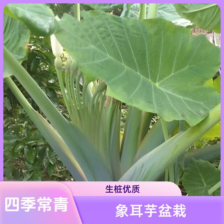 大叶巨型芋盆栽象耳芋四季花卉长青大型芋类优质生桩不是滴水观音