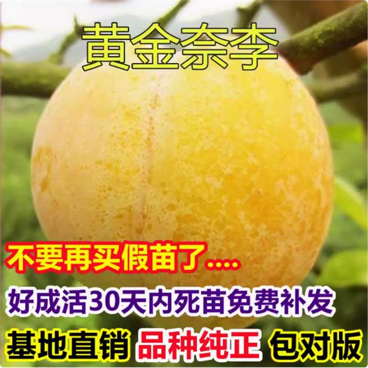 黄金奈李苗 南方李子果树苗嫁接李子树苗 地栽果树苗当年结果