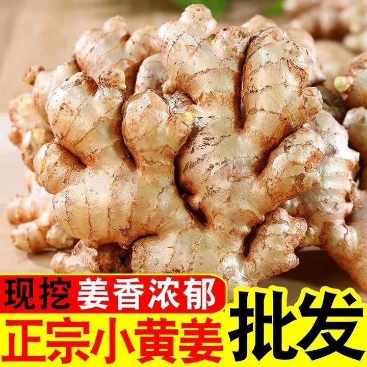 【源产地直发】正宗云南小黄姜山地种植新鲜现挖味浓2025年新老姜-1