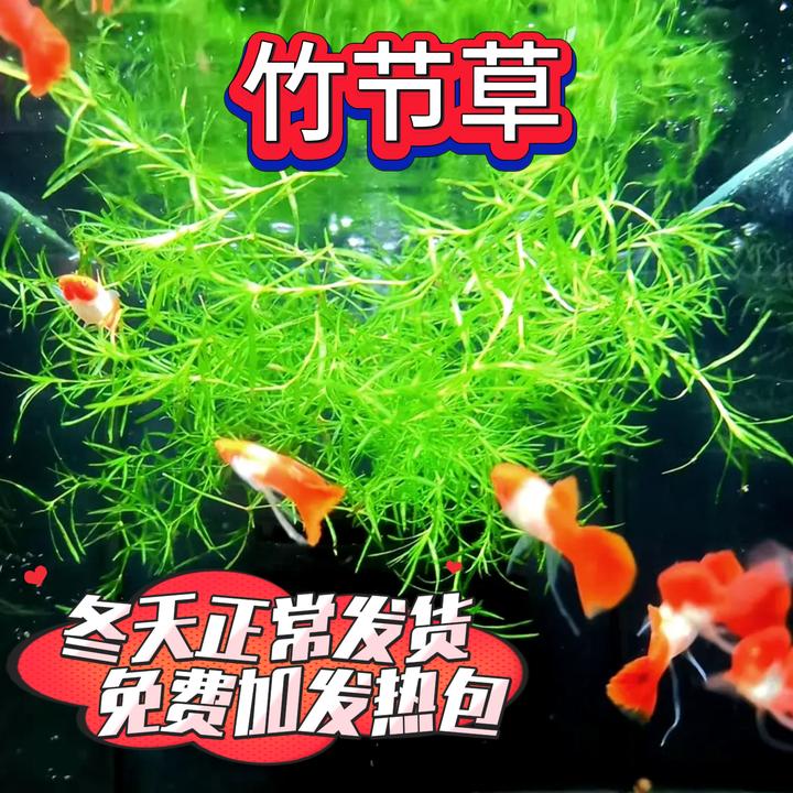 【竹节草】漂浮生长净化水质阴性鱼苗躲避繁殖绿植园艺鱼缸造景