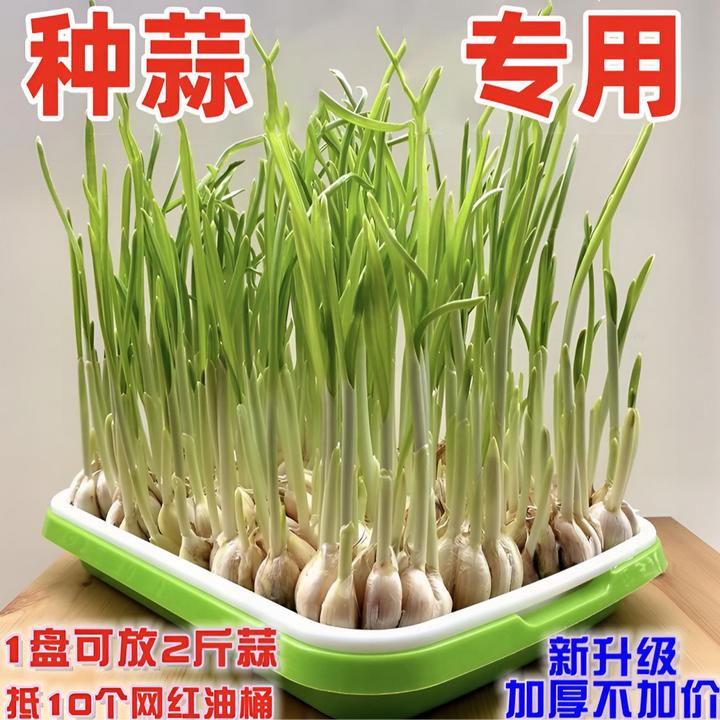 育苗盘育苗盒箱菜营养钵秧苗配套托盘