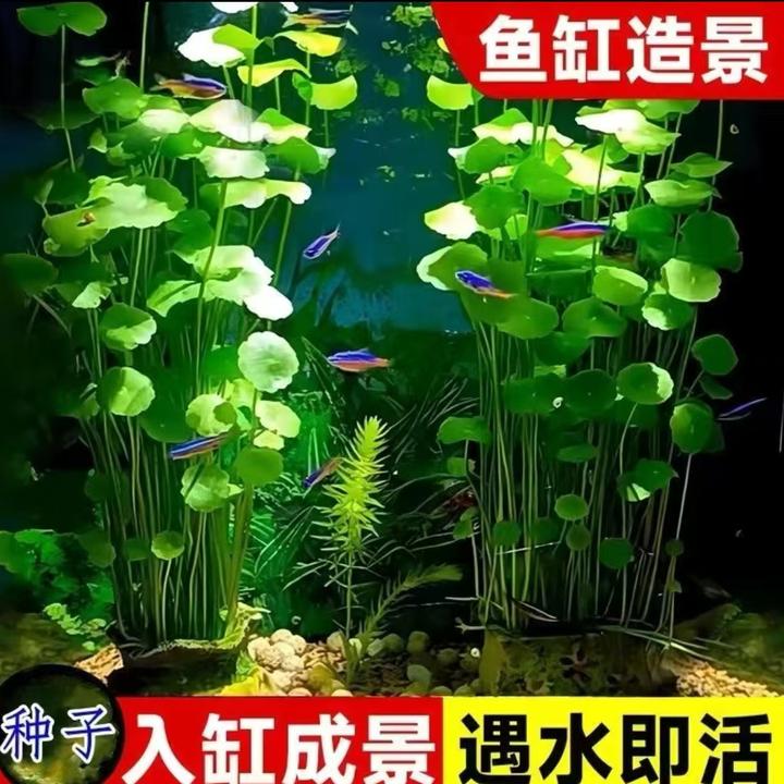 【铜钱草种子】家庭阳台小院盆栽地栽四季种植