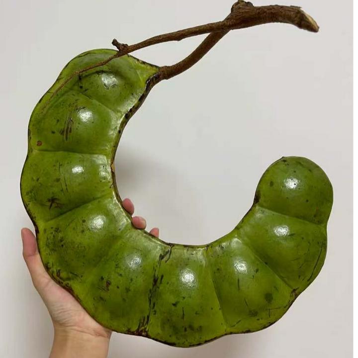 平安豆 木腰子菩提子 过江龙  罗汉豆 榼藤植物装饰 文玩豆荚